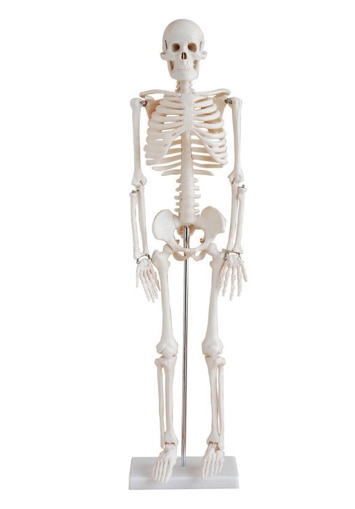 Bodyline Life-Size Skeleton Models