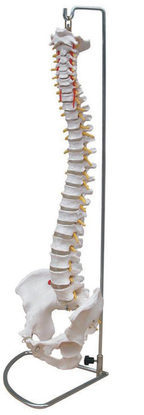 Bodyline Life Size Vertebral Column with Pelvis – product image 3