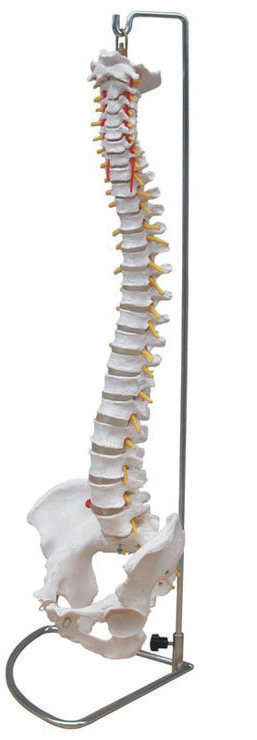 Bodyline Life Size Vertebral Column with Pelvis – product image 3
