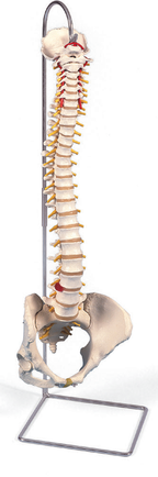Bodyline Life Size Vertebral Column with Pelvis – product image 2