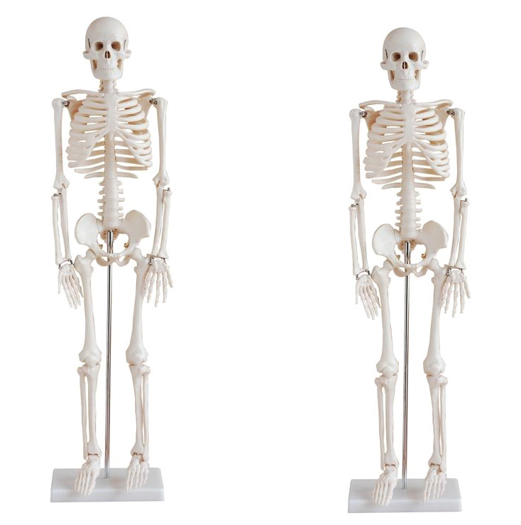 Bodyline Life-Size Skeleton Models – product image 2