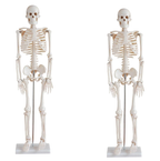Bodyline Life-Size Skeleton Models – product image 2