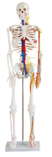 Bodyline Life Size Skeleton / 85CM Tall with Nerves & Blood Vessels
