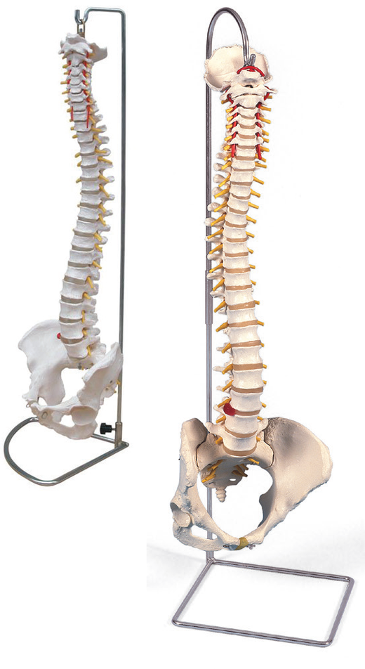 Bodyline Life Size Vertebral Column with Pelvis