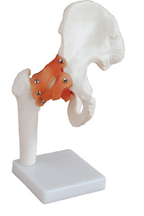 Bodyline Life-Size Joint Models