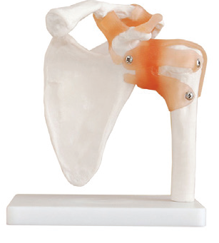 Bodyline Life-Size Joint Models – product image 2