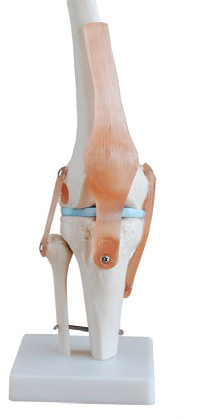 Bodyline Life-Size Joint Models – product image 3