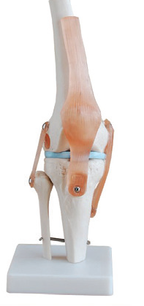 Bodyline Life-Size Joint Models – product image 3
