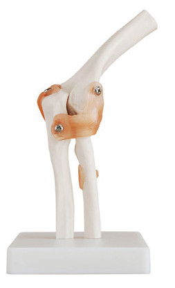 Bodyline Life-Size Joint Models – product image 4