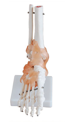 Bodyline Life-Size Joint Models – product image 5