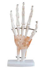 Bodyline Life-Size Joint Models – product image 6