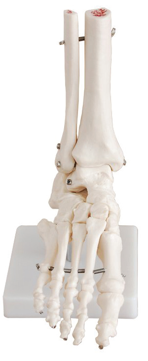 Bodyline Life-Size Limb Models