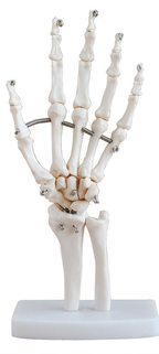 Bodyline Life-Size Limb Models – product image 2