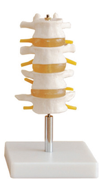 Bodyline Lumbar Vertebrae Model – product image 2