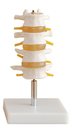 Bodyline Lumbar Vertebrae Model – product image 2