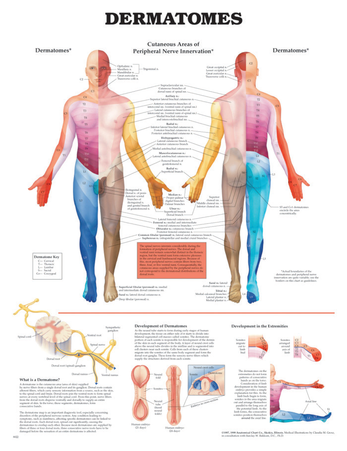 Bodyline Dermatomes Chart - Laminated