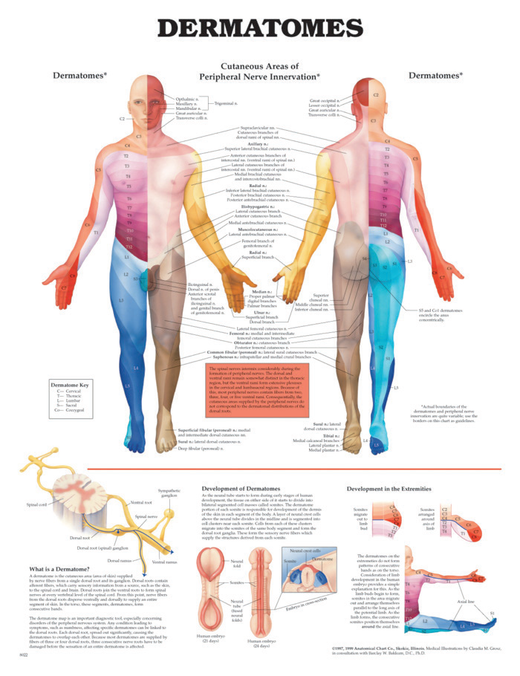 Bodyline Dermatomes Chart - Laminated