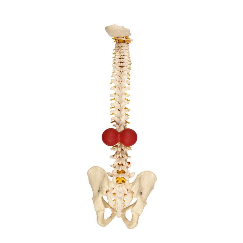 BakBalls Firm tool in use for back self-massage