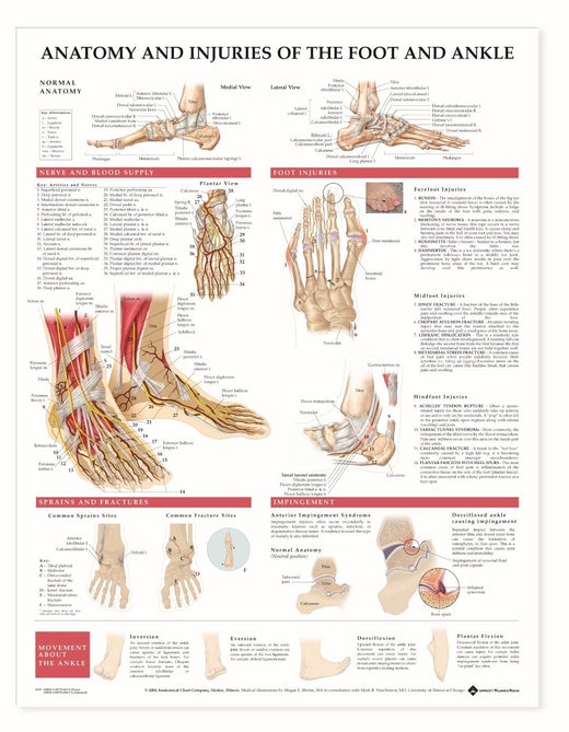 Bodyline Anatomy Injuries of The Foot and Ankle Chart