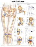 Bodyline Hip and Knee Chart