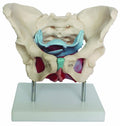 Bodyline Female Pelvic Floor Model (including Muscles & Organs)