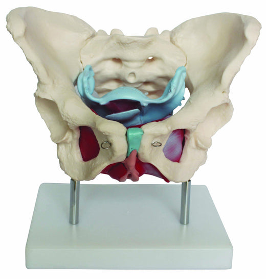 Bodyline Female Pelvic Floor Model (including Muscles & Organs)