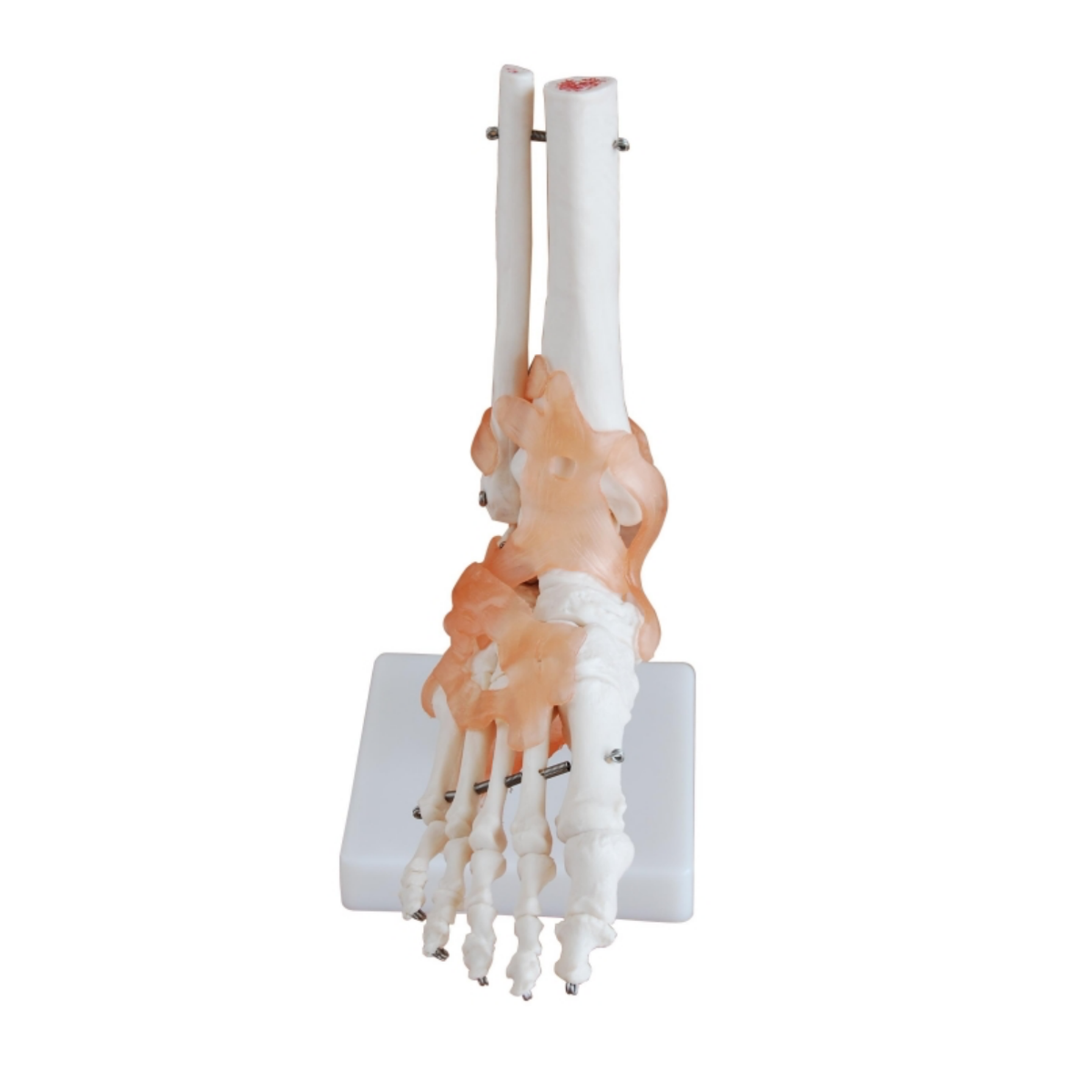 Bodyline Life-Size Joint Models