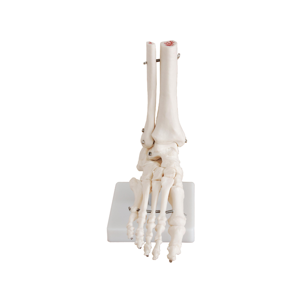 Bodyline Life-Size Limb Models