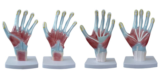 Bodyline Palm Anatomy Model