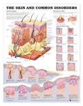 Bodyline Skin Chart