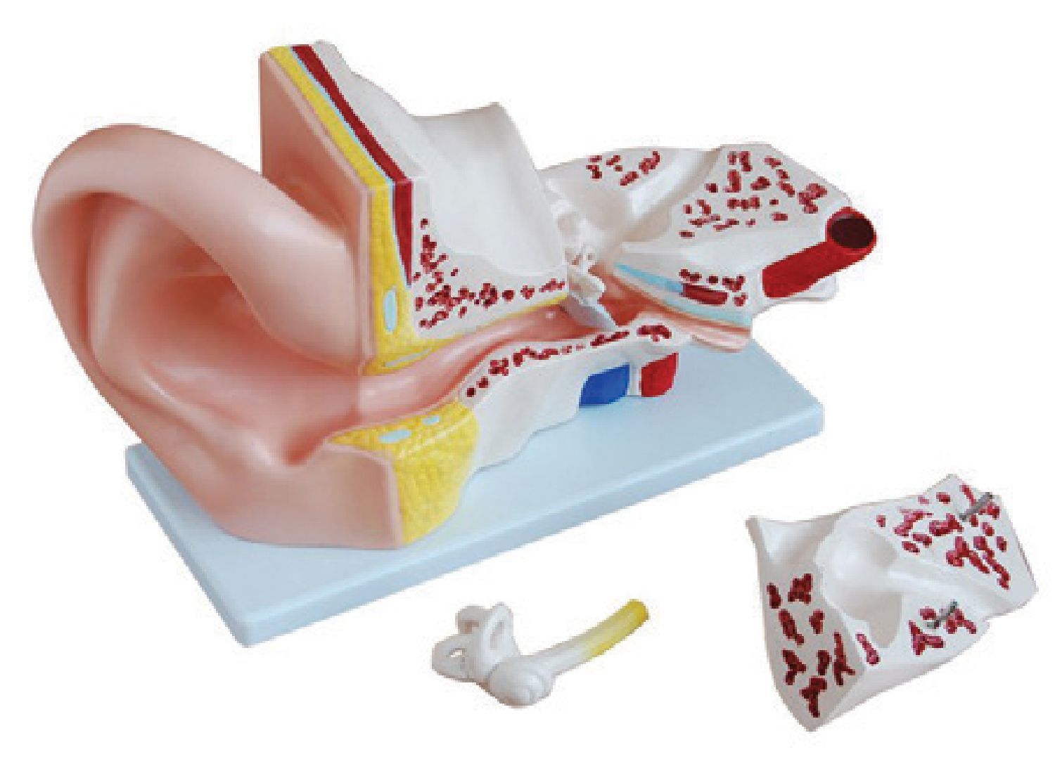 Bodyline Organ Models - Ear