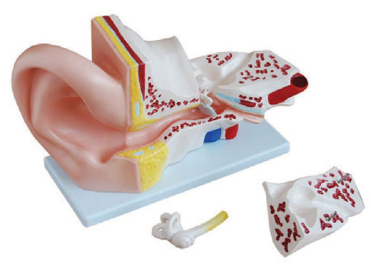Bodyline Organ Models - Ear