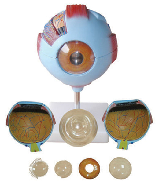 Bodyline Organ Models - Eye