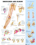 Bodyline Shoulder & Elbow Chart - Laminated