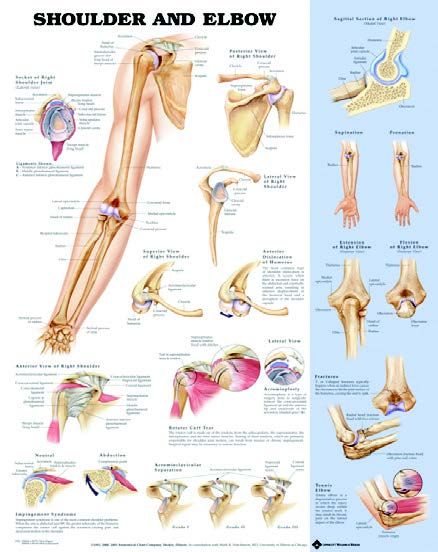 Bodyline Shoulder & Elbow Chart - Laminated