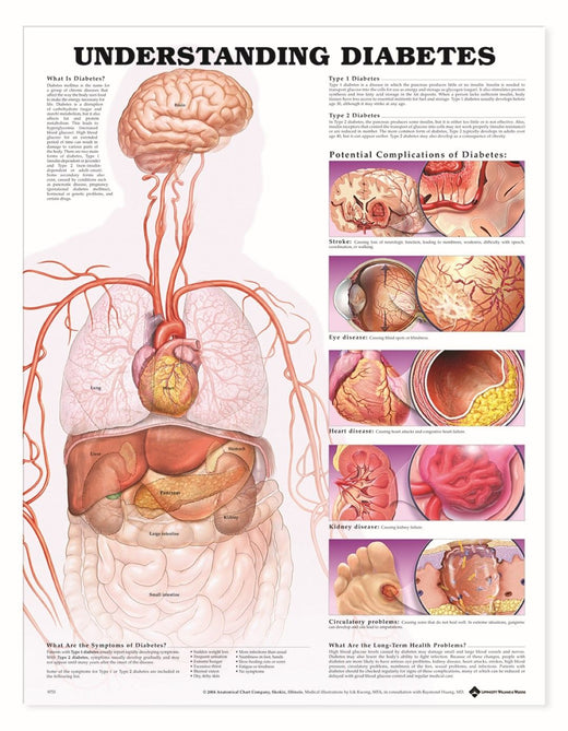 Bodyline Understanding Diabetes Chart