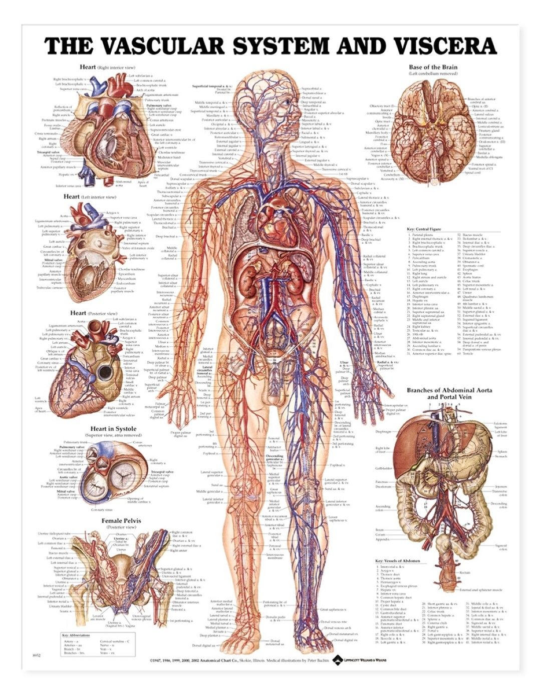 Bodyline Human Vascular System Chart